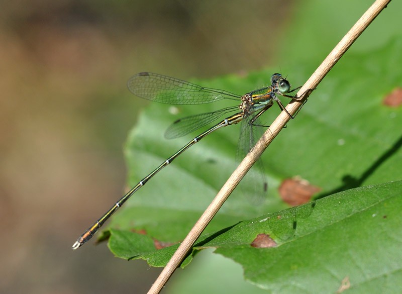 Chalcolestes... parvidens